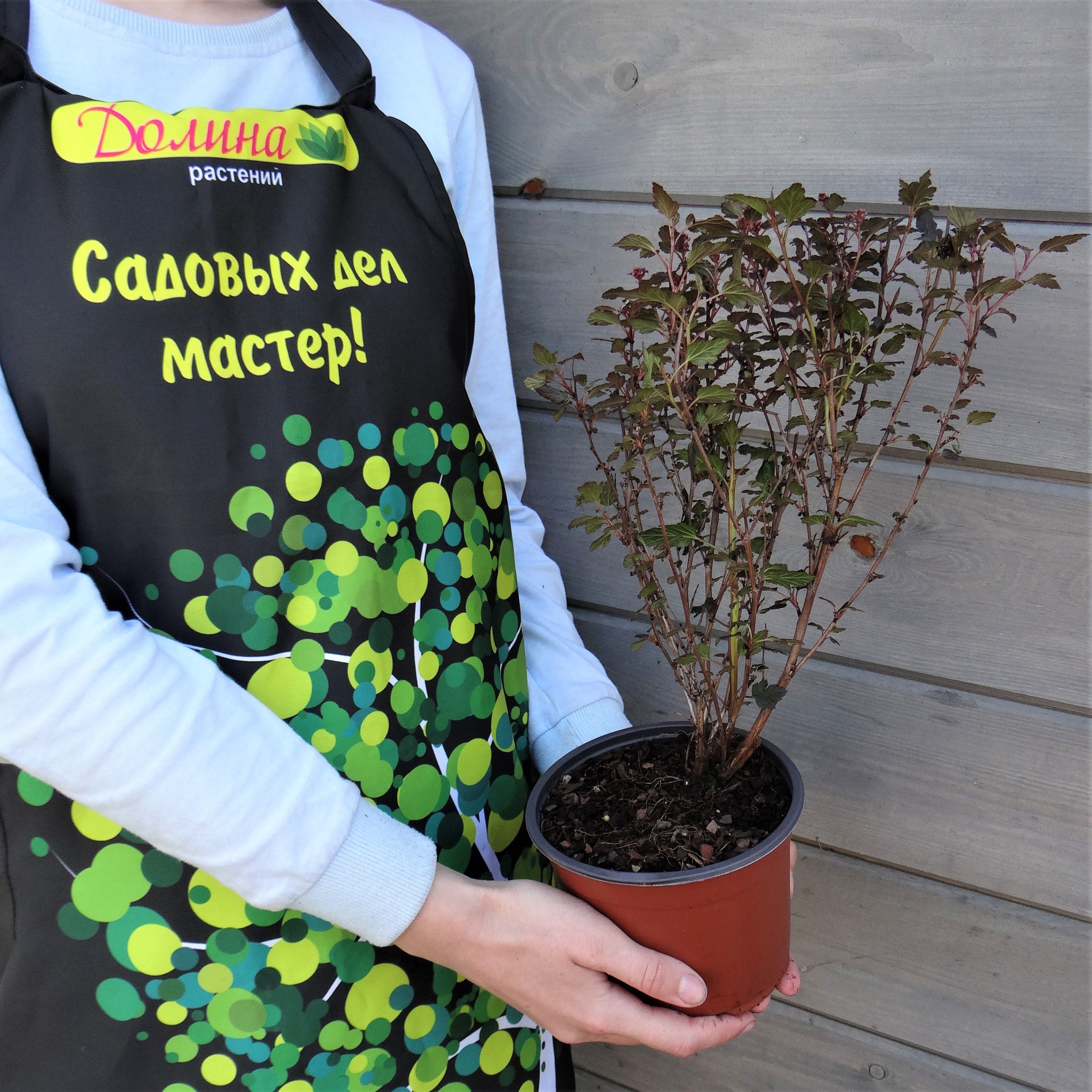 Саженцы Пузыреплодник калинолистный Литл Джокер оптом.