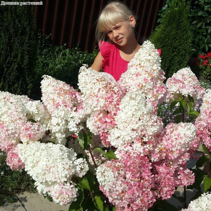 Саженцы Гортензия метельчатая Ванилла Фрейз оптом.