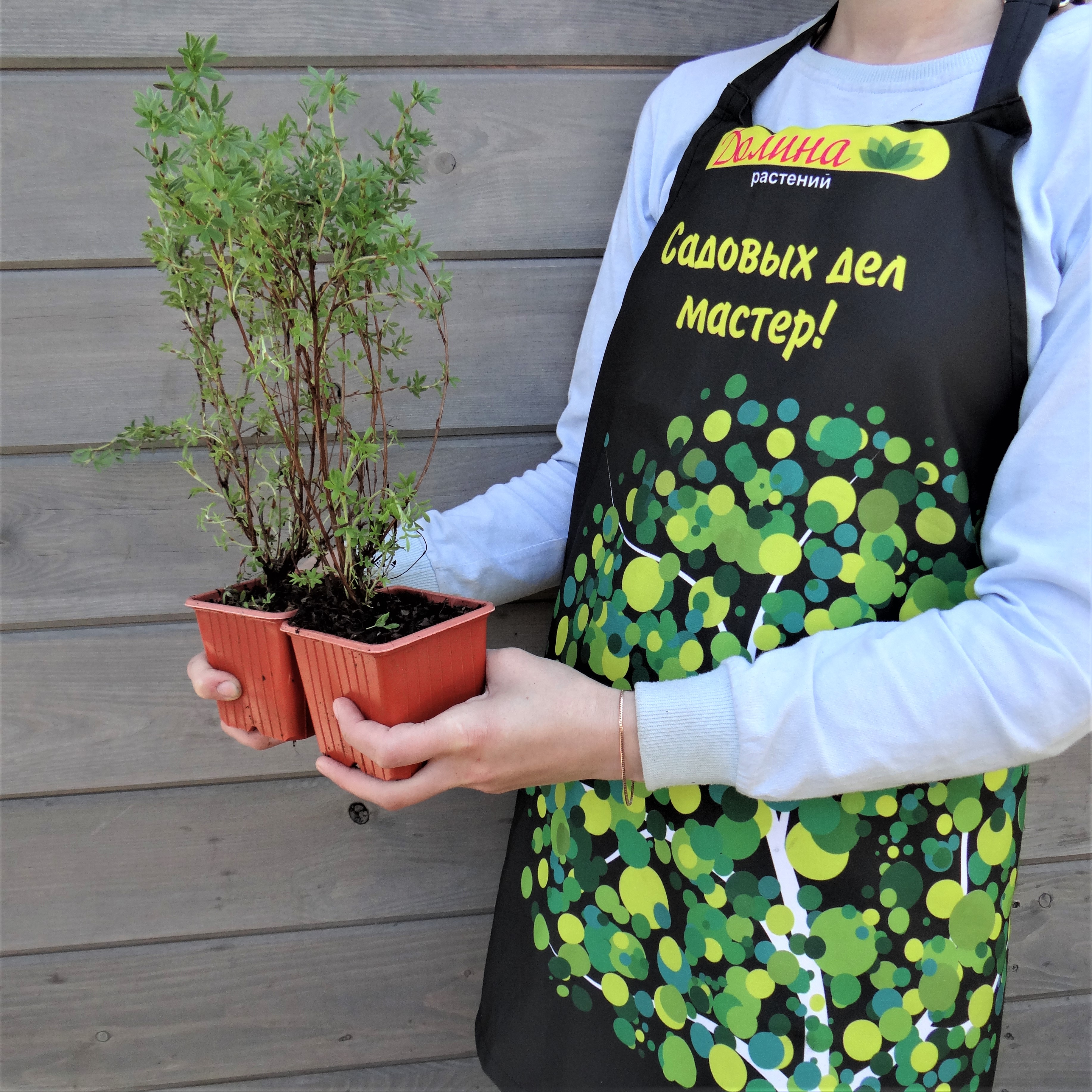 Саженцы Лапчатка кустарниковая Элизабет оптом.