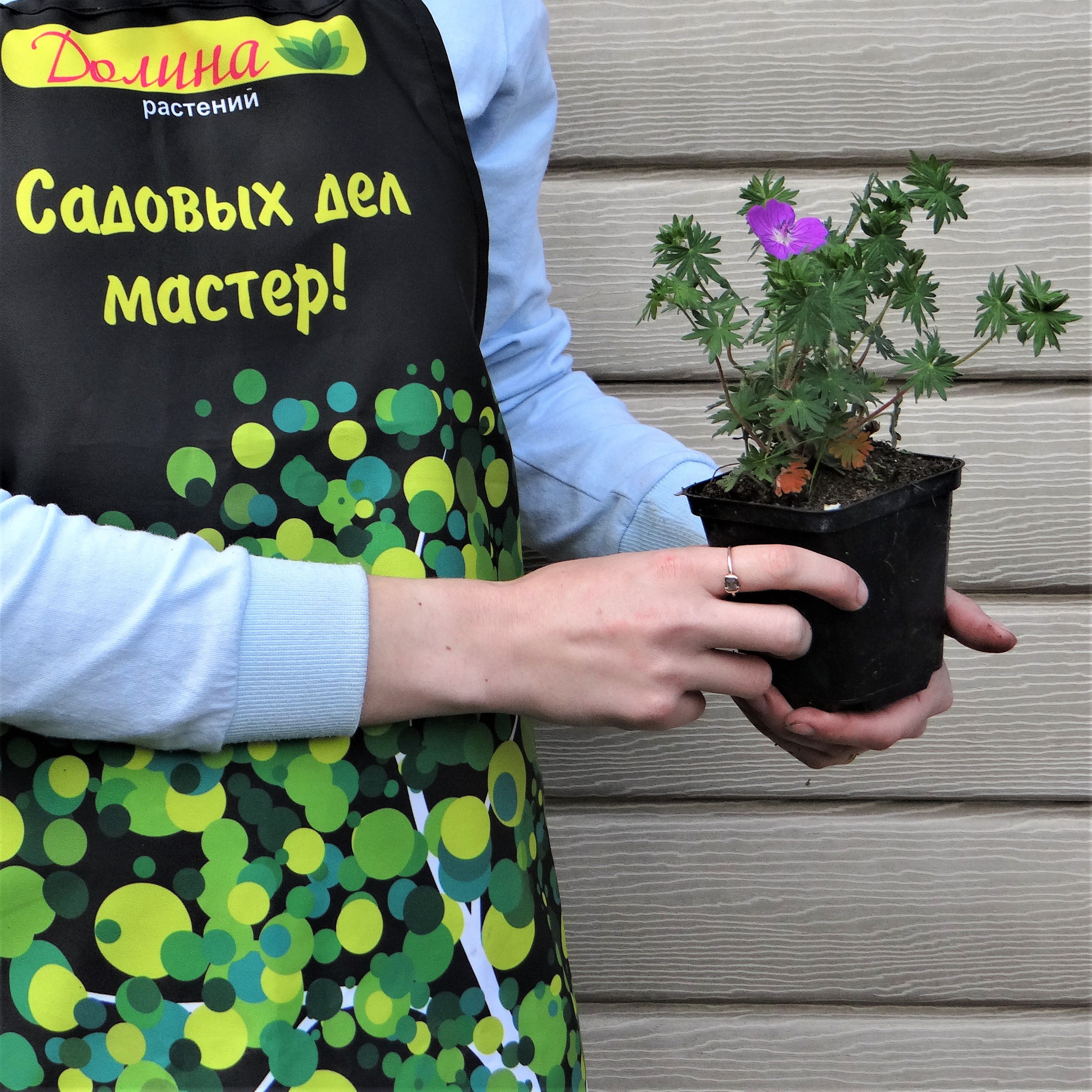 Герань кроваво-красная Макс Фрай