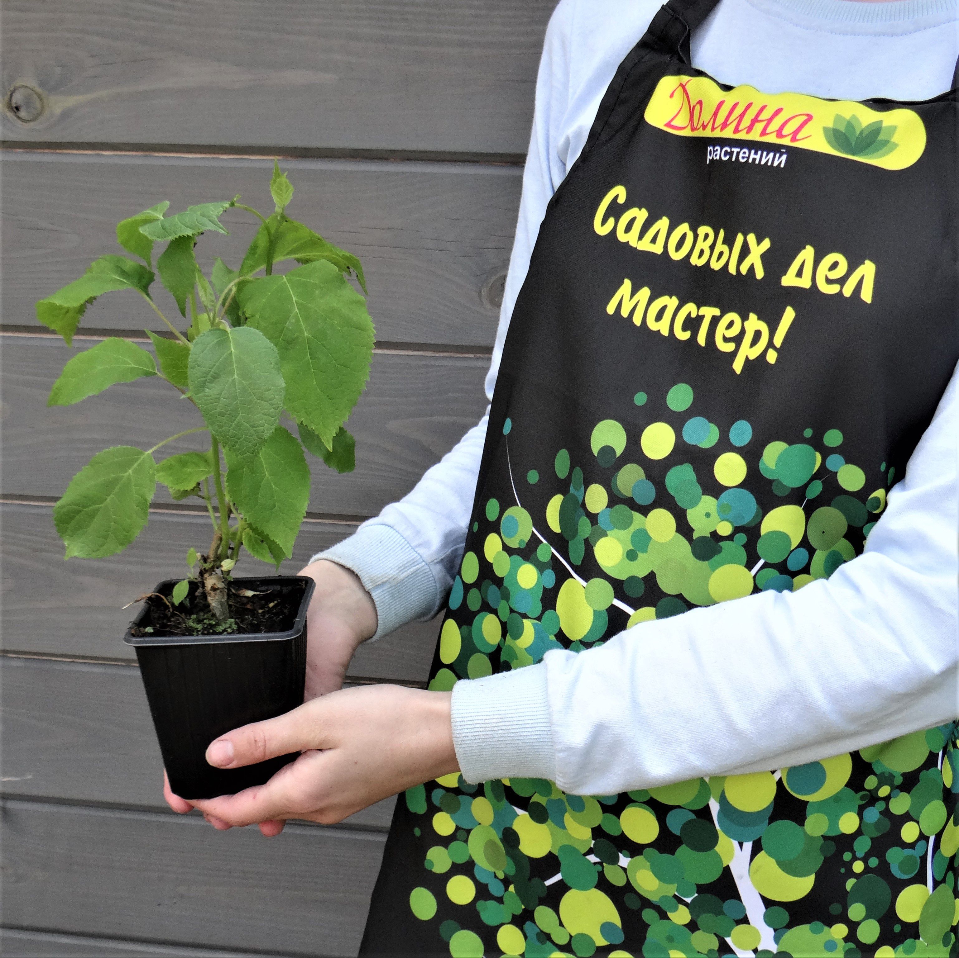 Саженцы Гортензия древовидная Аннабель оптом.