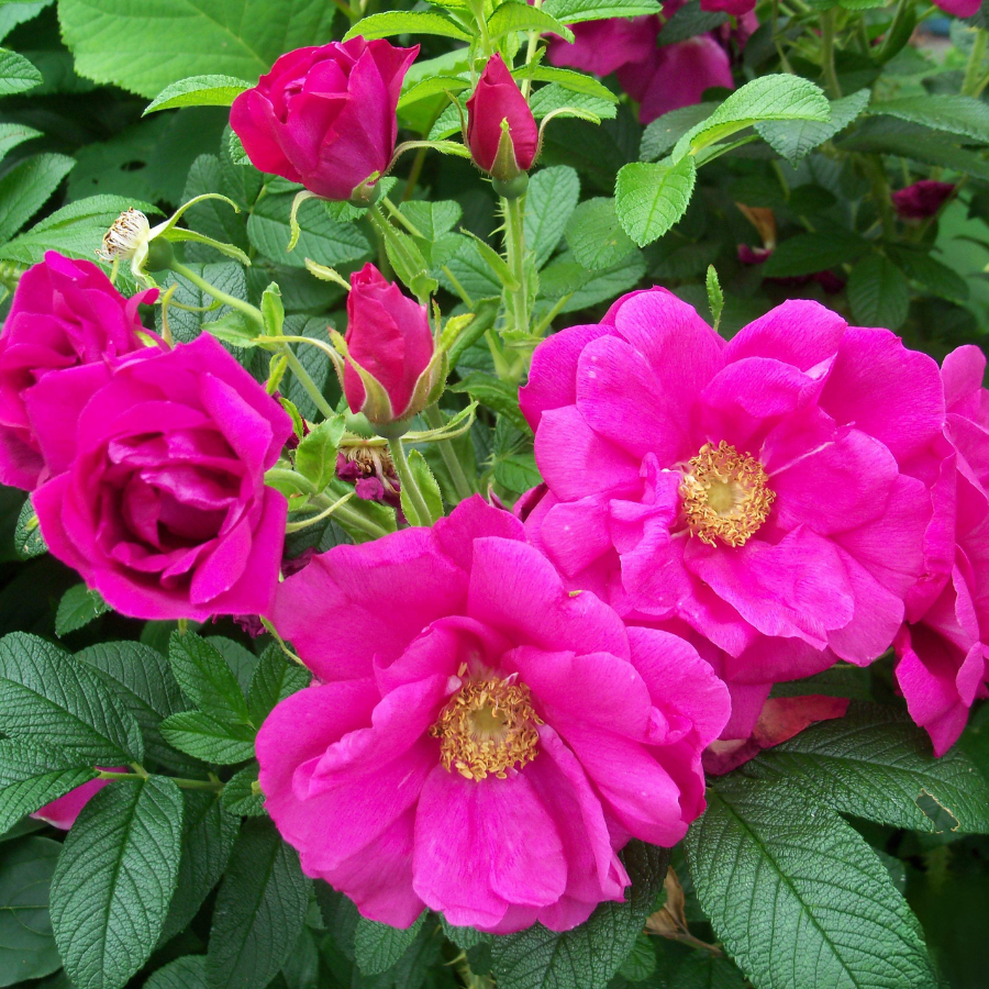 Роза морщинистая (Ругоза/Шиповник), С2