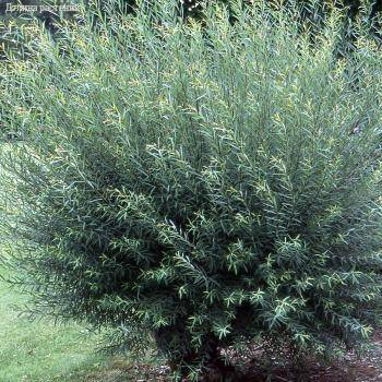 Ива пурпурная, С3