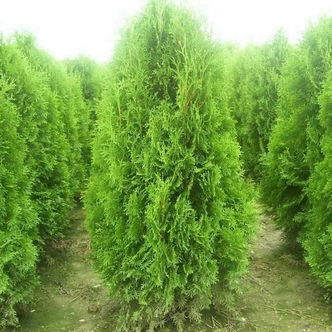 Туя западная Брабант, С2