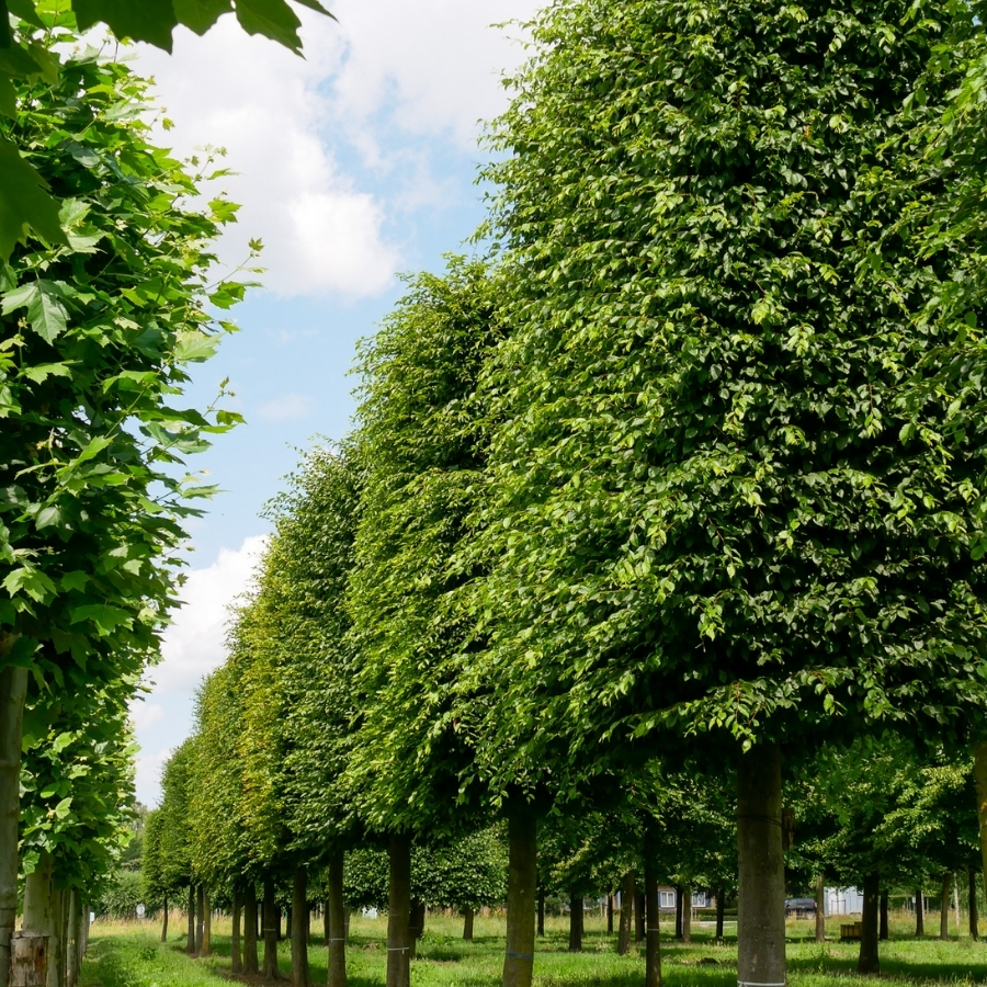 Граб обыкновенный, С3