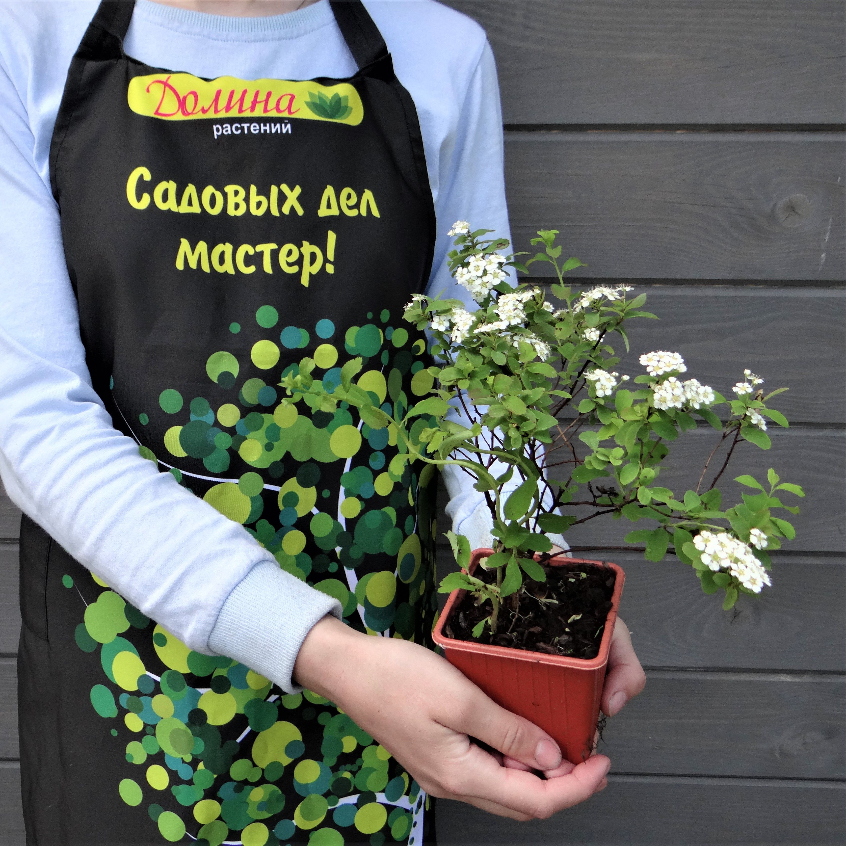 Саженцы Спирея ниппонская Халвард Сильвер, С3 оптом.