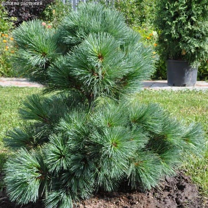 Сосна Веймутова, С3