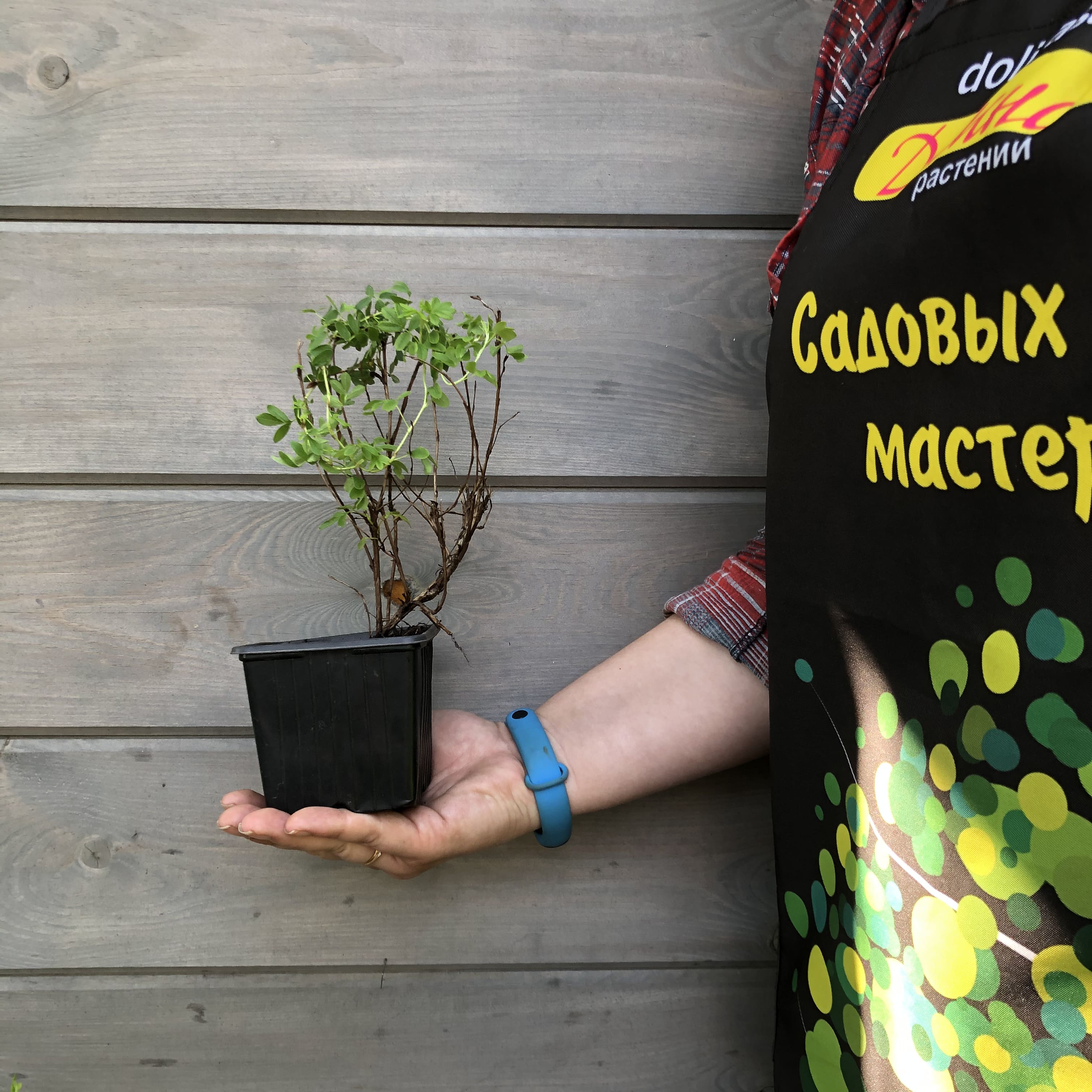 Саженцы Лапчатка кустарниковая Голдстар оптом.