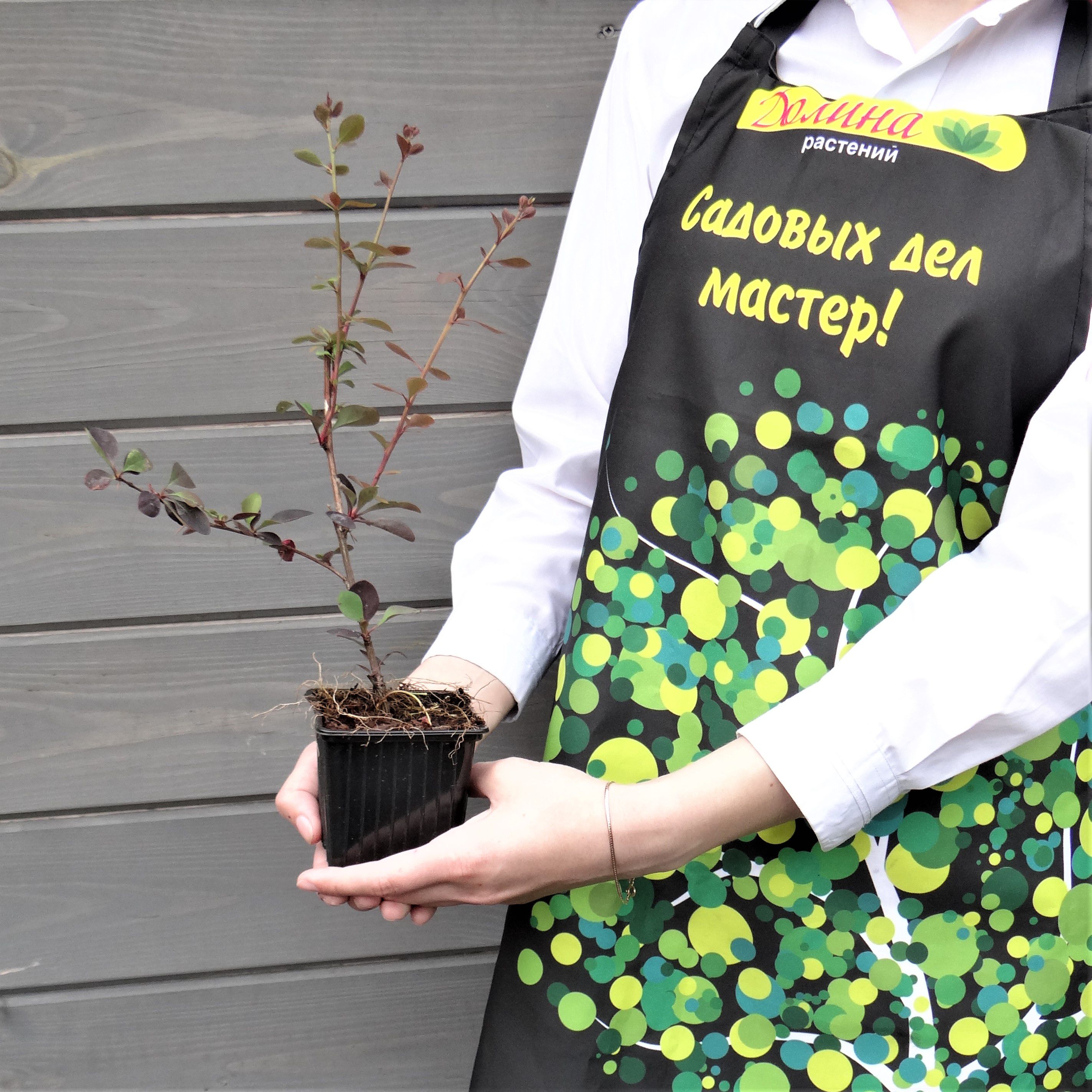 Саженцы Барбарис оттавский Суперба оптом.