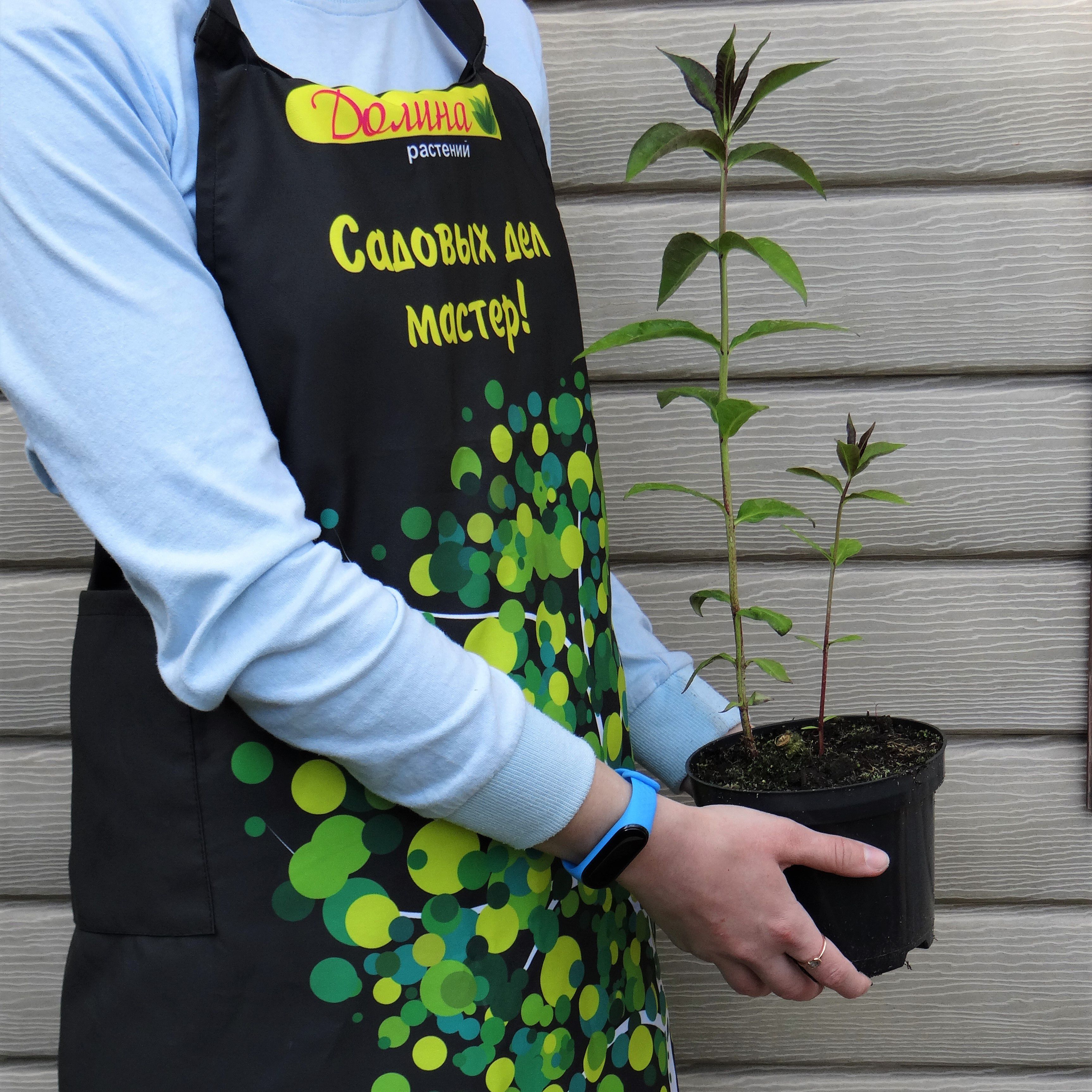 Флокс метельчатый Блю Бой