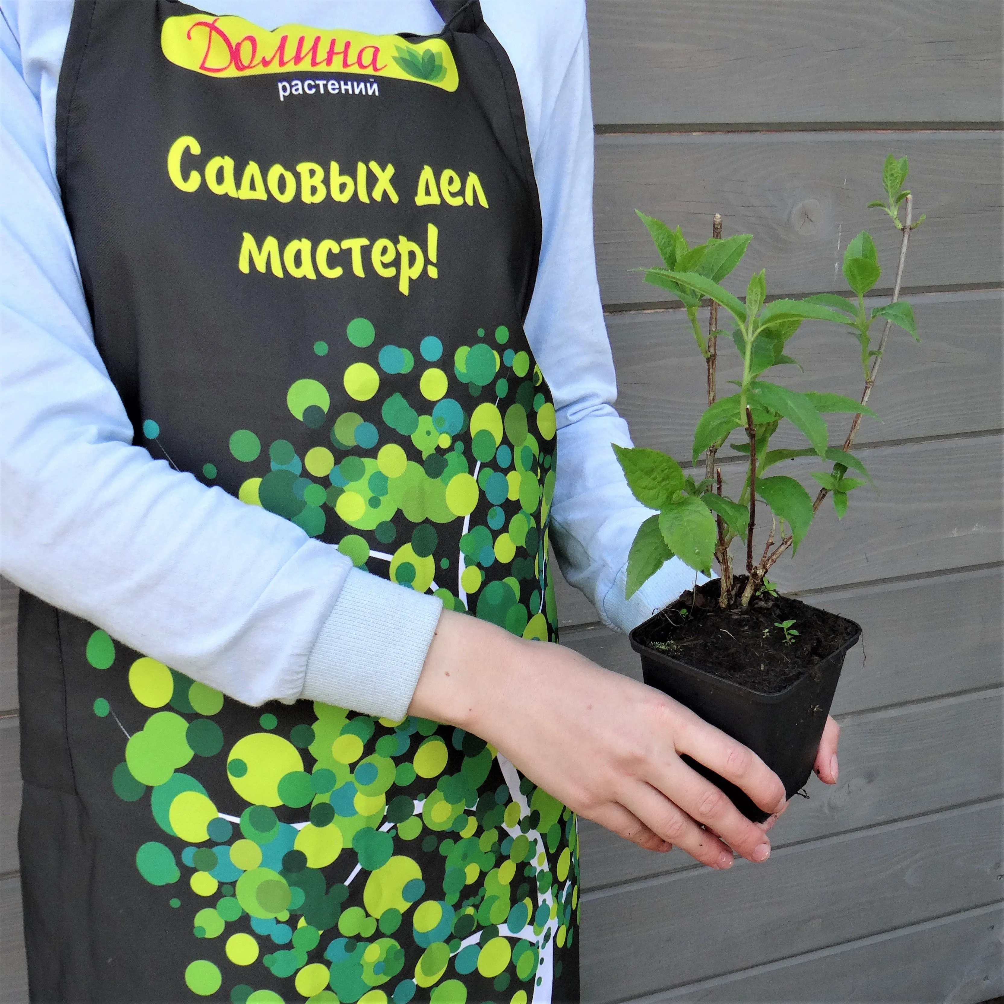 Гортензия метельчатая Юник