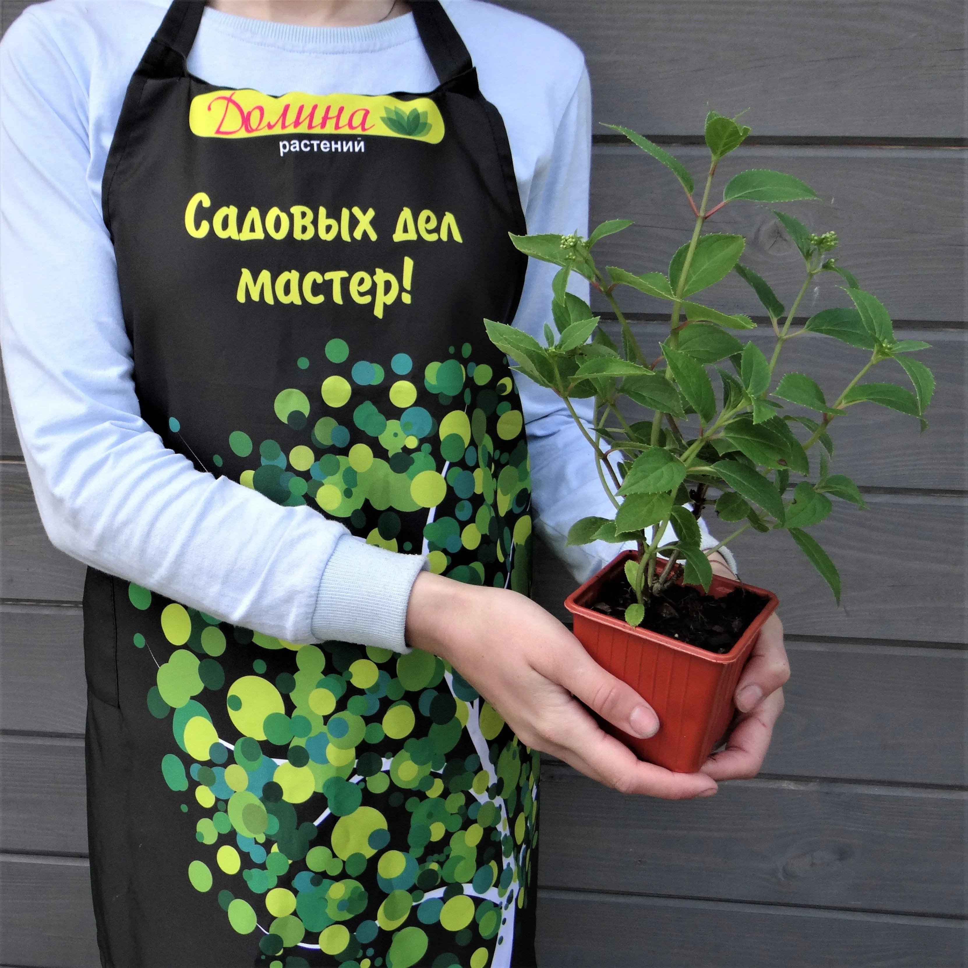 Гортензия метельчатая Прим Уайт