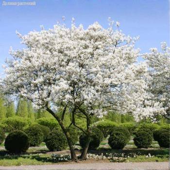 Ирга Ламарка, С3