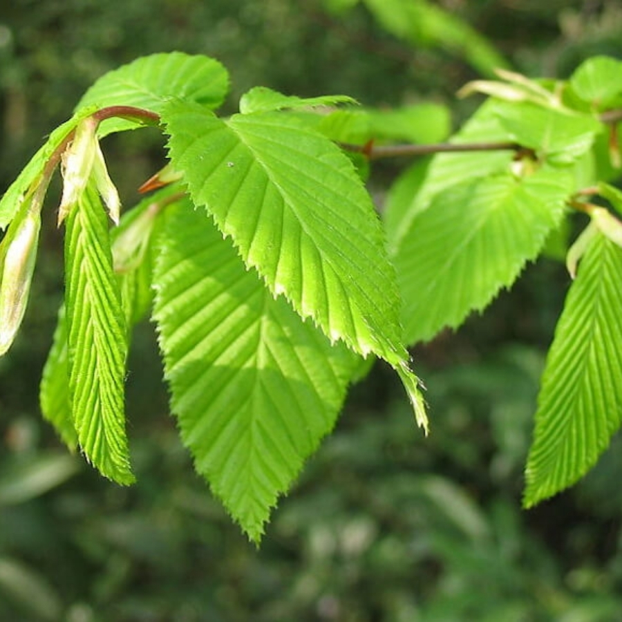 Граб обыкновенный, С3