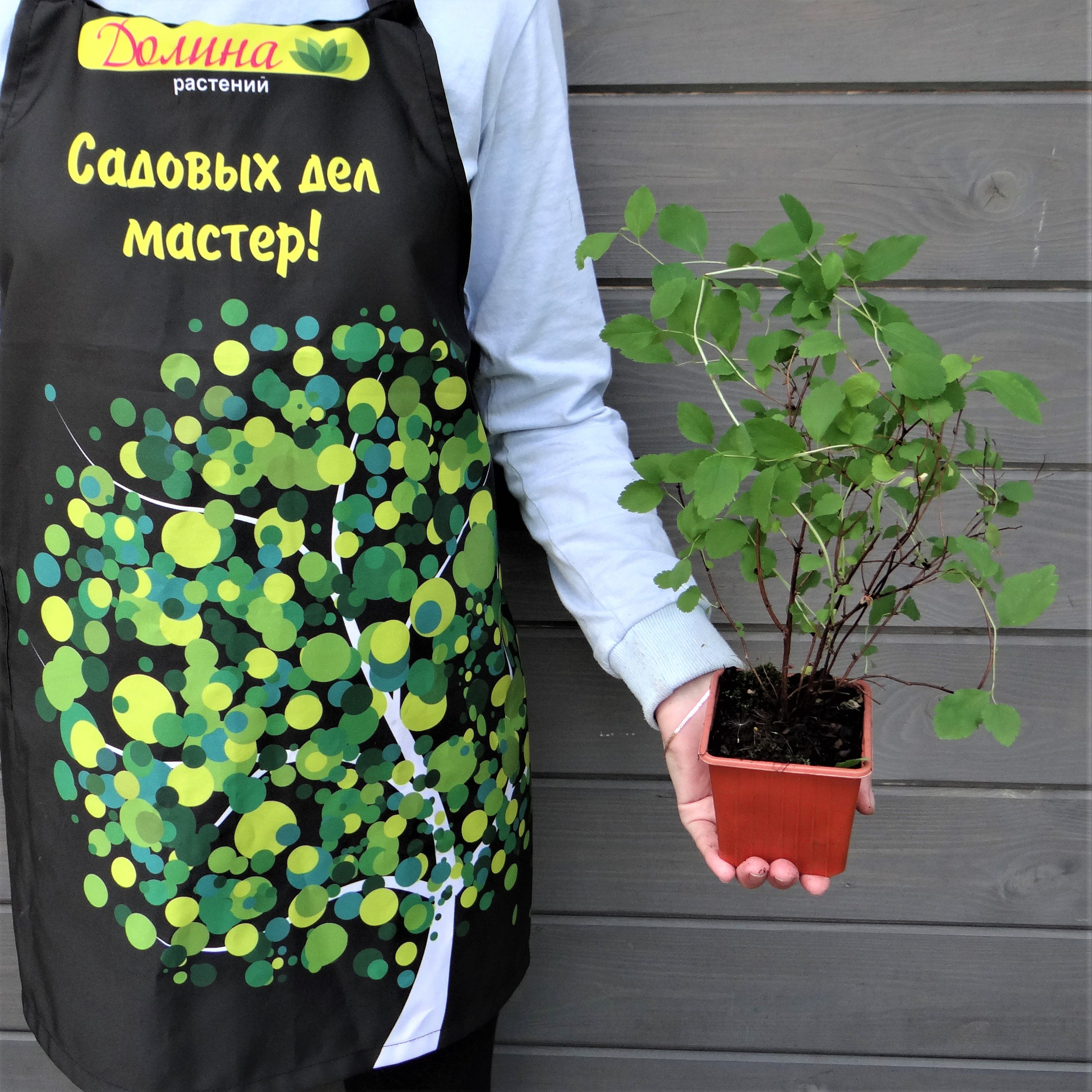 Саженцы Спирея японская Оденсала, С2 оптом.