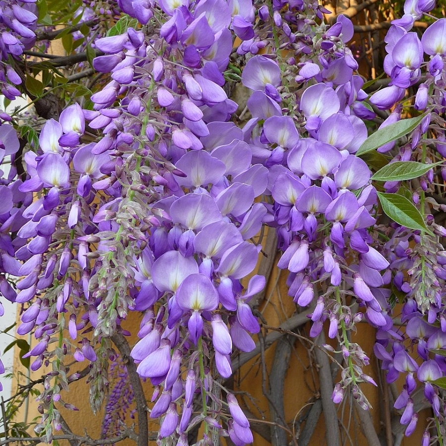 Глициния китайская, С3