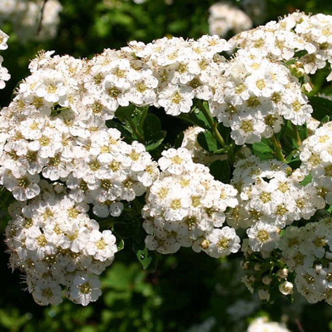 Спирея ниппонская Сноумаунд, С3