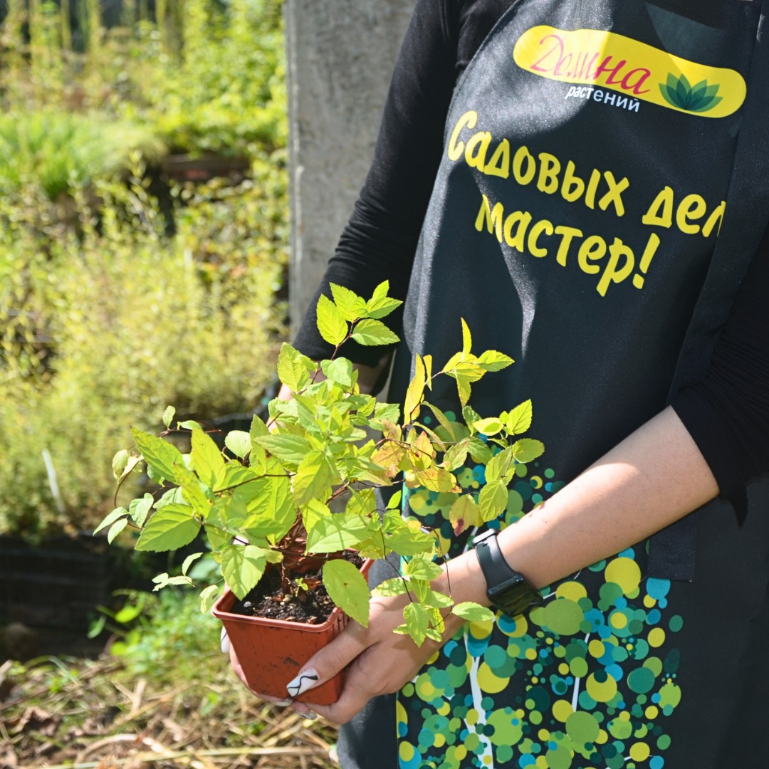 Спирея японская Голдмаунд, С2