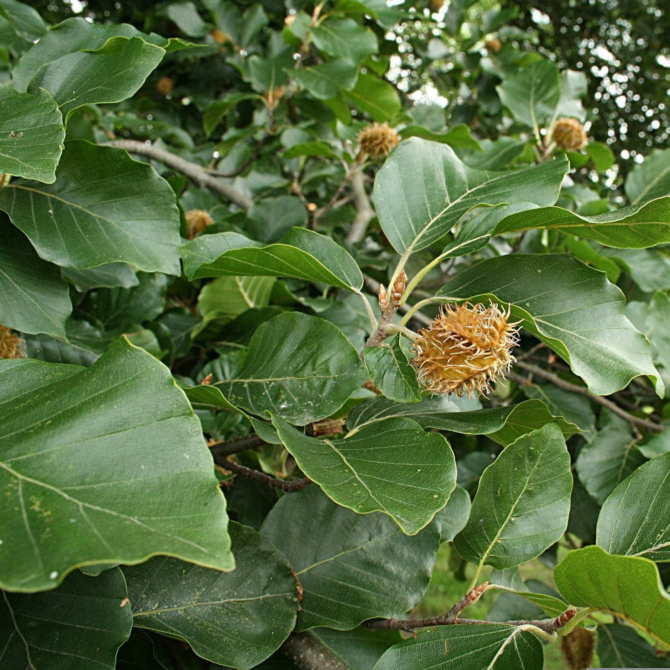 Саженцы Бук европейский, С5 (100-125 см) оптом.