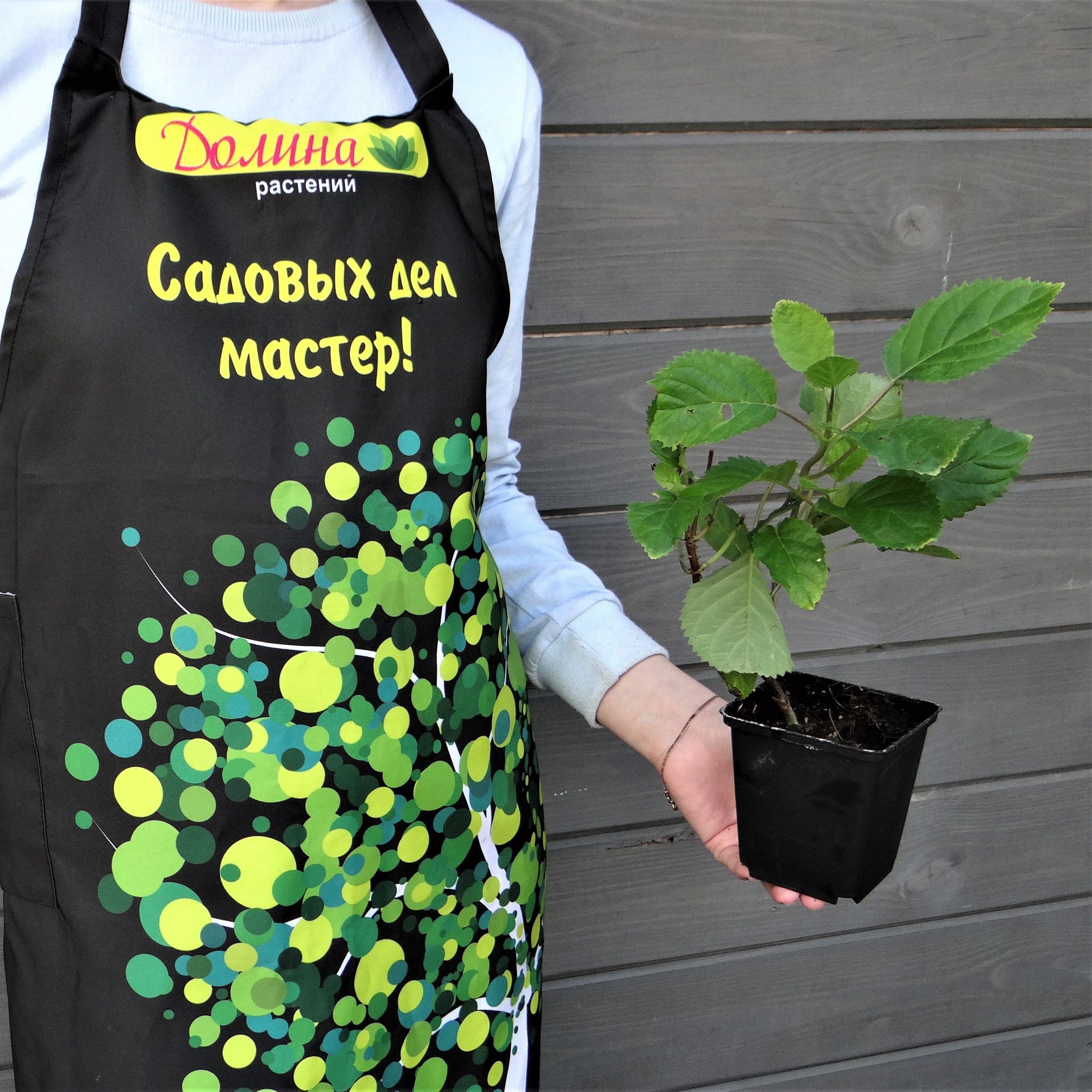 Гортензия древовидная Кандибель Маршмеллоу