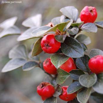 Кизильник Дильса, С3