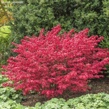 Бересклет крылатый Компактус, С3