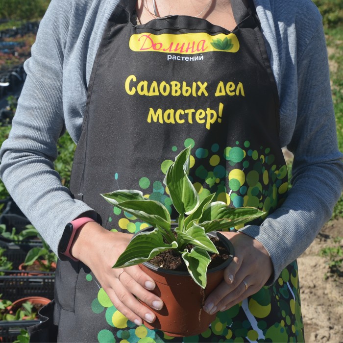 Хоста Фрэнси