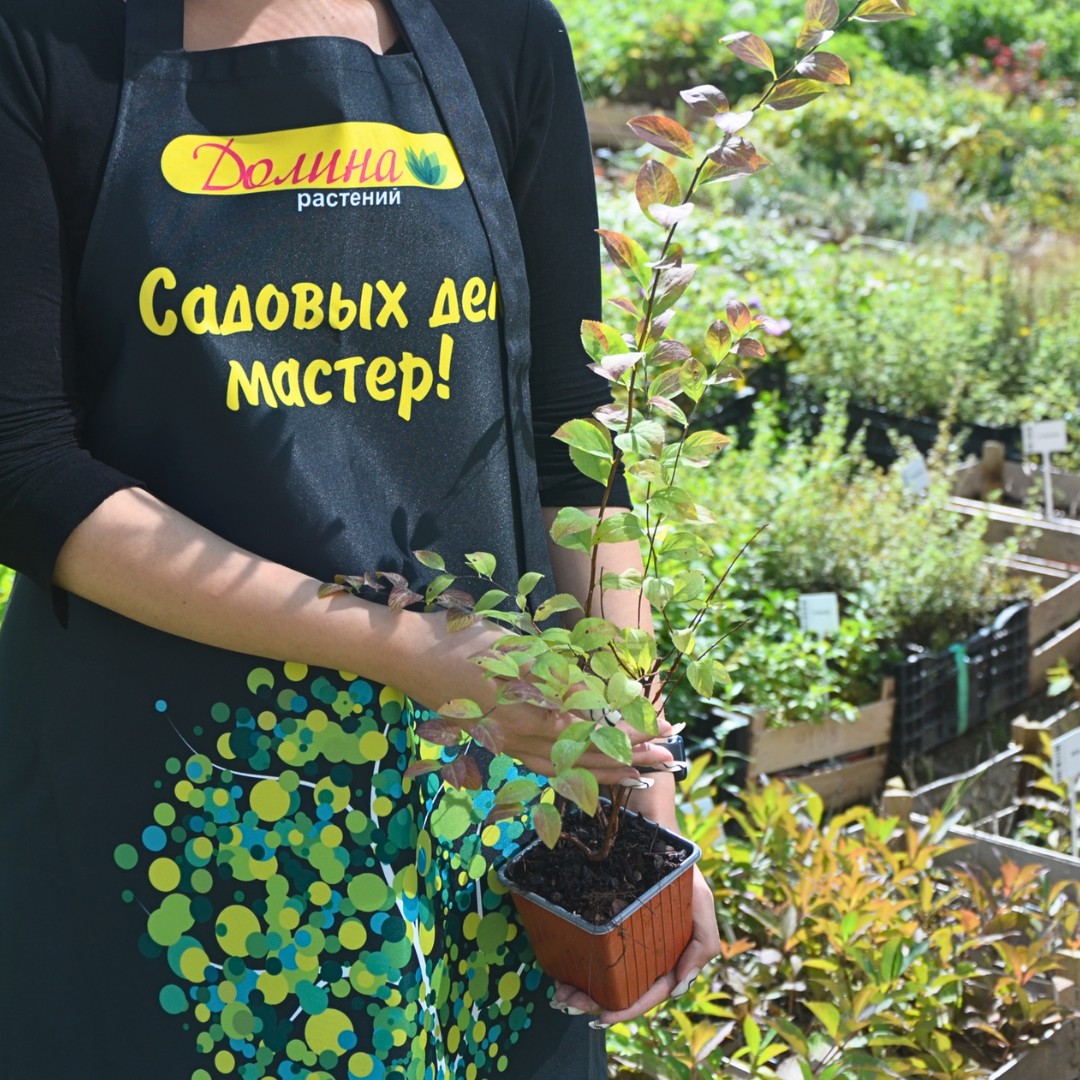 Спирея сливолистная Голдфайер