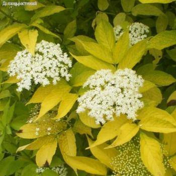 Бузина чёрная Ауреа, С3