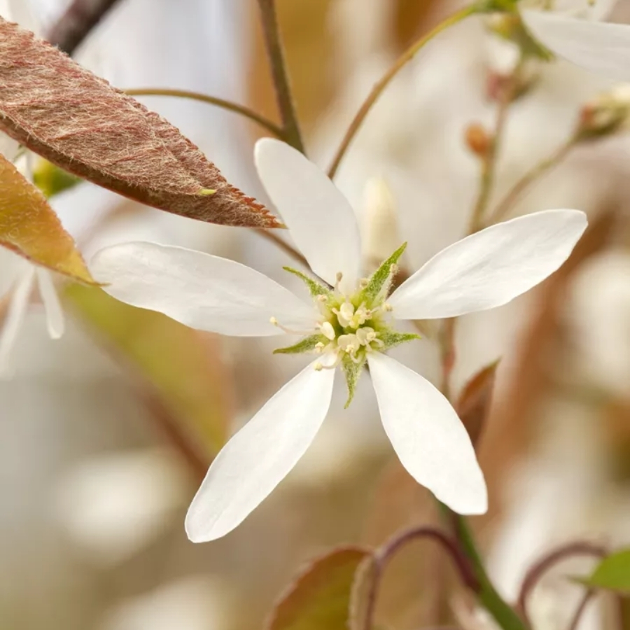 Ирга Ламарка, С3