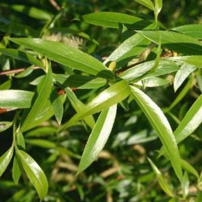 Ива ломкая, С3