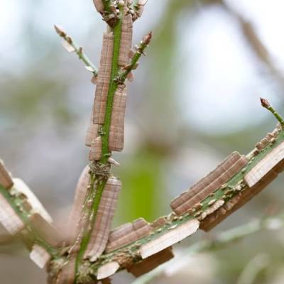 Бересклет крылатый, С3