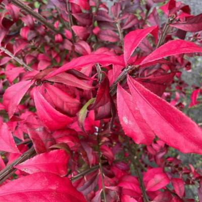 Бересклет крылатый Компактус, С3