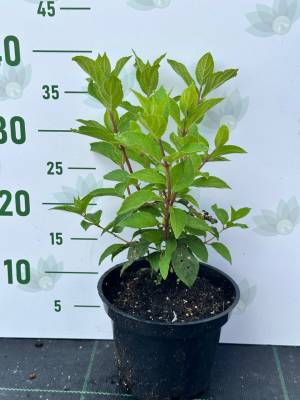Гортензия метельчатая Мохито, С2