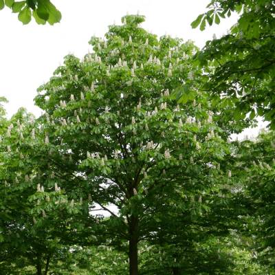 Конский каштан обыкновенный, С3