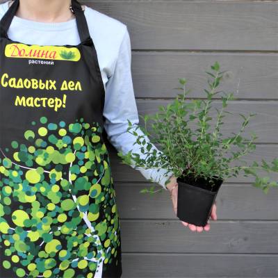 Саженцы Спирея японская Нана, С2 оптом.