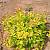 Спирея японская Зен Спирит Голд