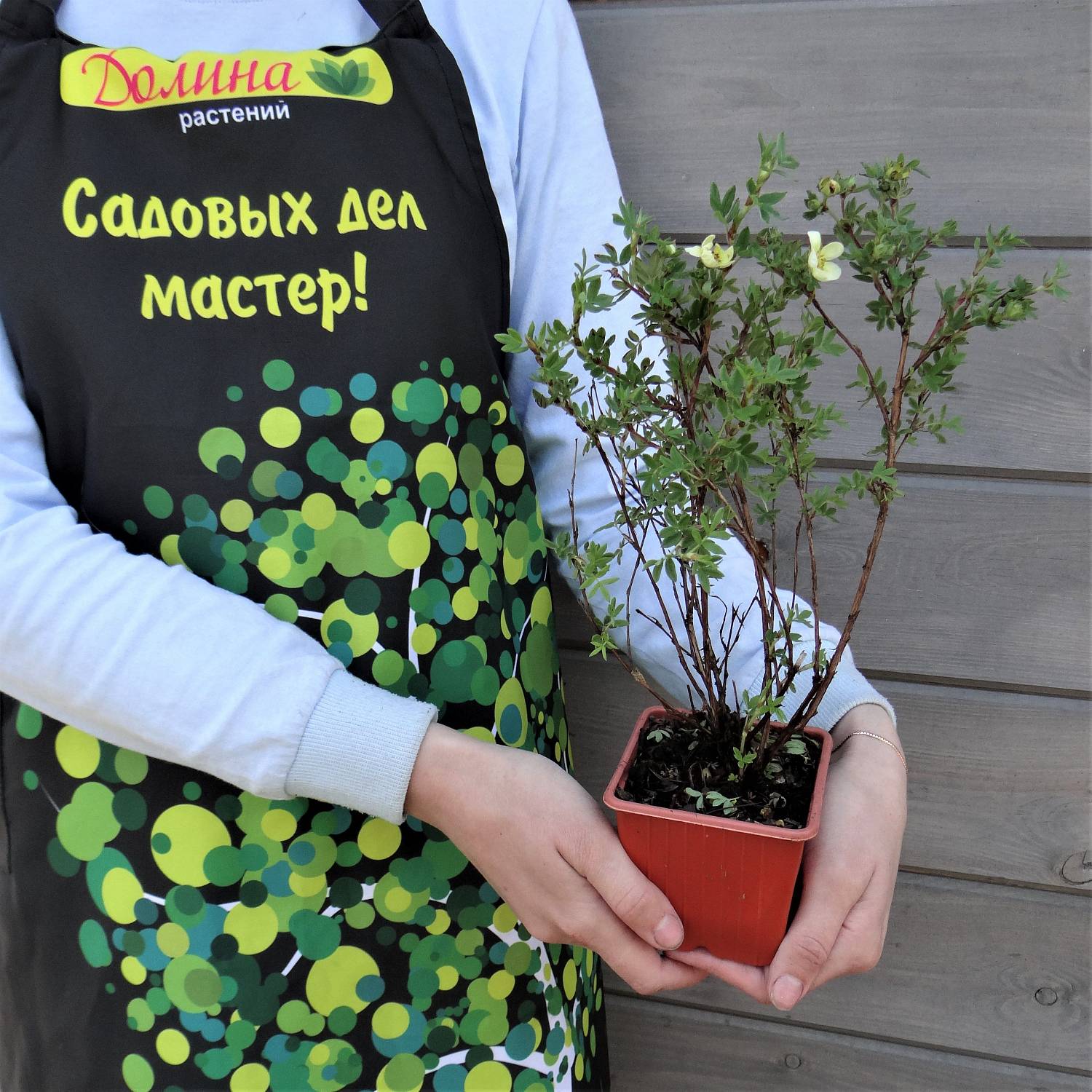 Лапчатка кустарниковая Лемон Меринг