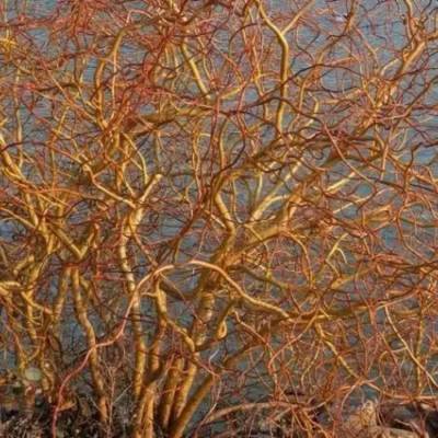 Ива Эритрофлексуоза, С3