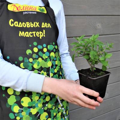 Гортензия метельчатая Бобо