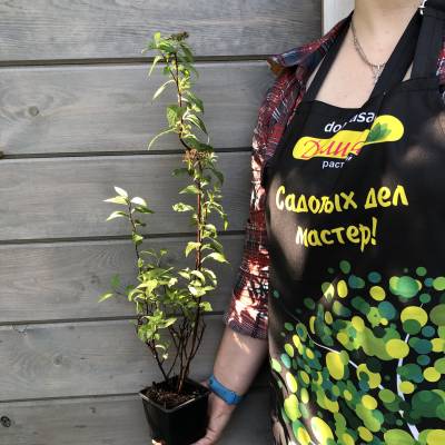 Спирея японская Фробелии