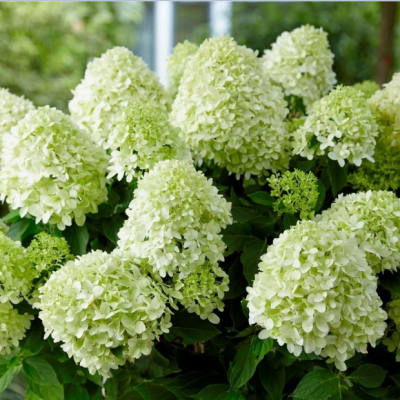 Гортензия метельчатая Литл Спуки