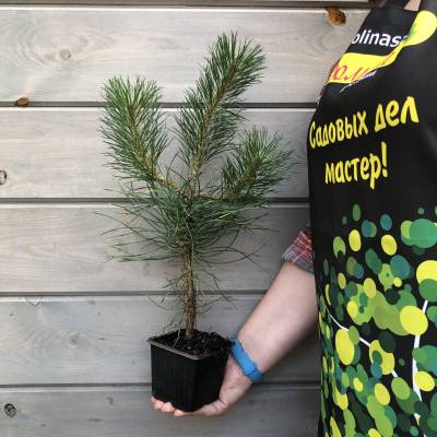Саженцы Сосна черная, С3 оптом.