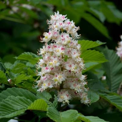 Конский каштан обыкновенный, С3