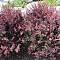 Барбарис оттавский Суперба
