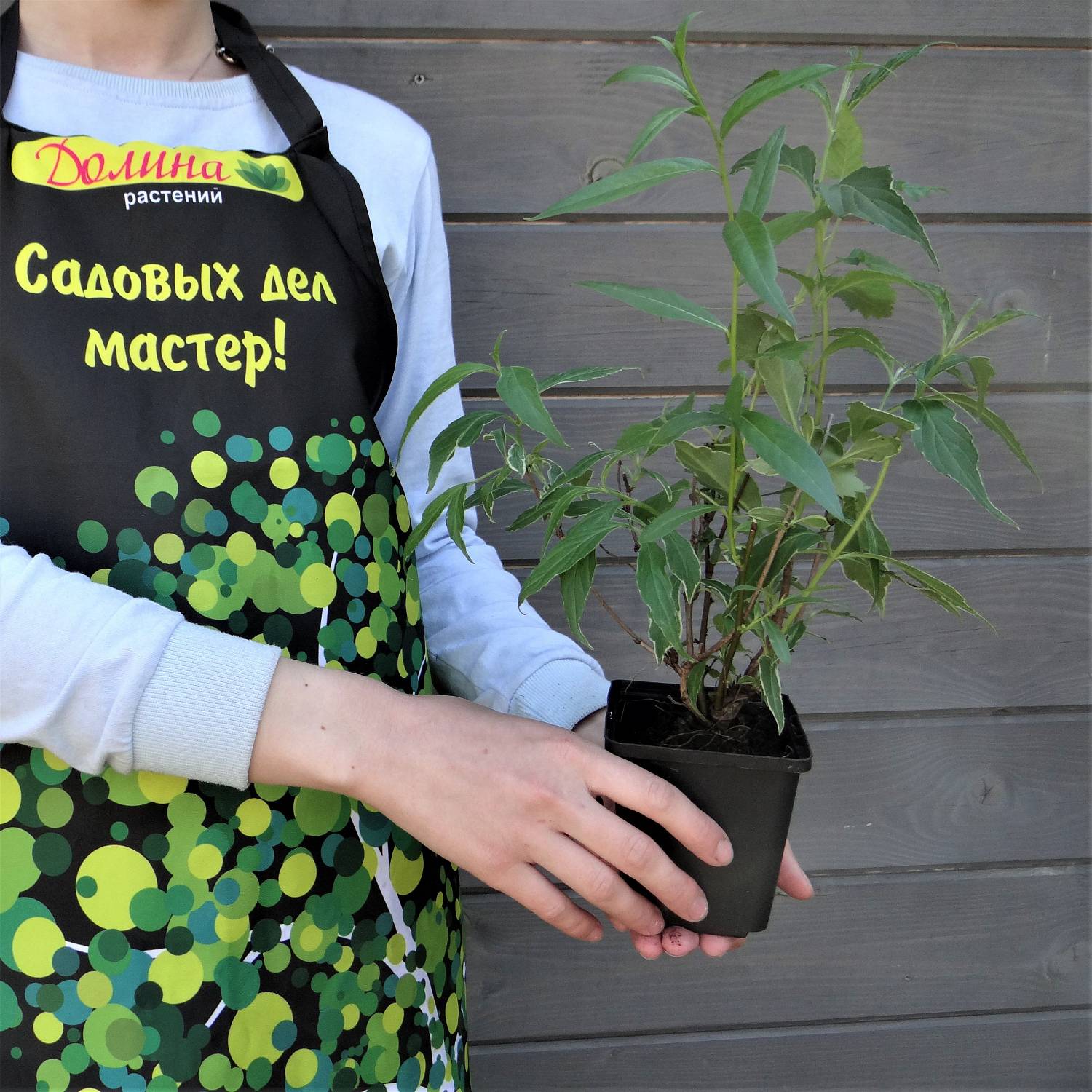 Вейгела цветущая Сюзанна