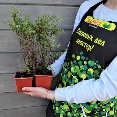 Саженцы Лапчатка кустарниковая Сансет, С3 оптом.