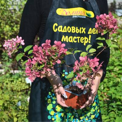 Саженцы Гортензия метельчатая Петит Стар оптом.