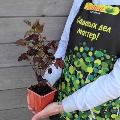 Саженцы Пузыреплодник калинолистный Шух оптом.