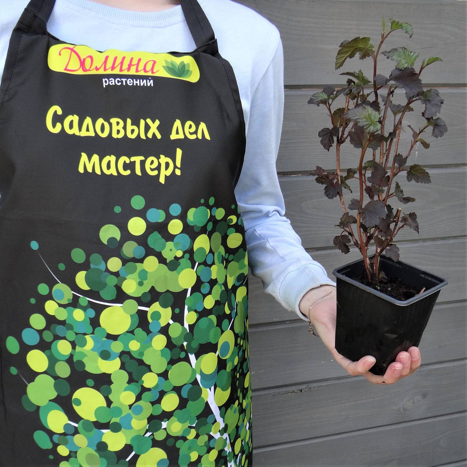 Саженцы Пузыреплодник Краснолистный Дьябло, С2 оптом.